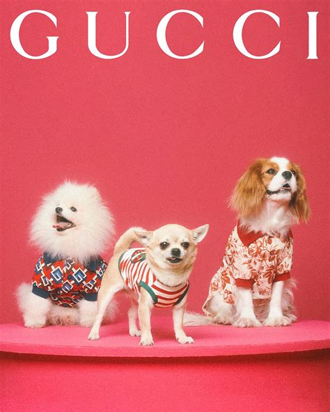 heren pet gucci|Gucci pet collection.